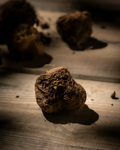 Ein einzelnes Canna-Rhizom (Fäule) mit rauer, strukturierter Oberfläche und Wurzelranken ruht auf Holz. Dramatische Beleuchtung hebt seine Details hervor, während andere verschwommene Glühbirnen im Hintergrund verweilen.