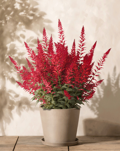 Eine üppige Astilbe (rosa) mit leuchtenden, federleichten Blüten in einem beigen Topf steht auf einer Holzoberfläche und wirft sanfte Blattschatten auf die helle Wand dahinter, wodurch eine elegante und ruhige Kulisse für diese Winterhartpflanze entsteht.
