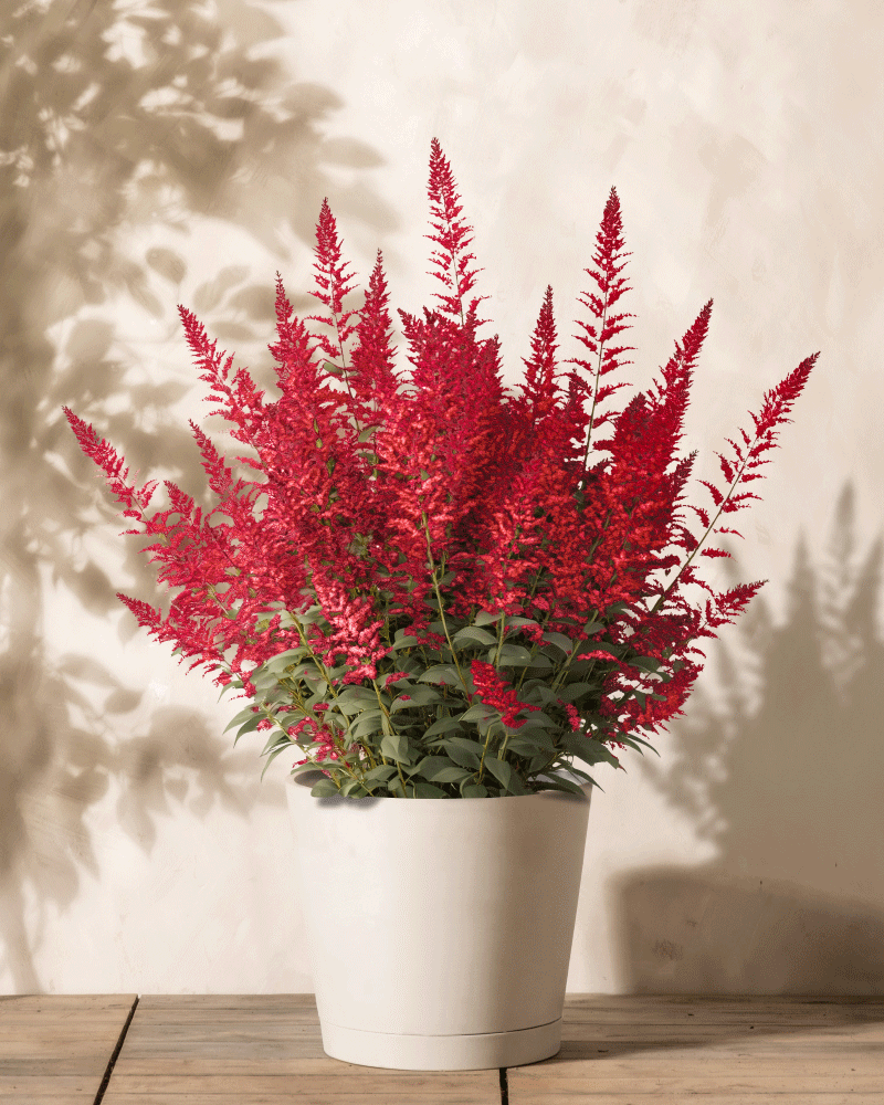 Ein weißer Topf enthält leuchtende Astilben (rosa) mit federleichten, aufrechten rosa Blütenständen und üppigen grünen Blättern, die auf einer Holzoberfläche vor neutralem Hintergrund stehen. Die zarten Schatten des Laubes verstärken den Charme der Pflanze.