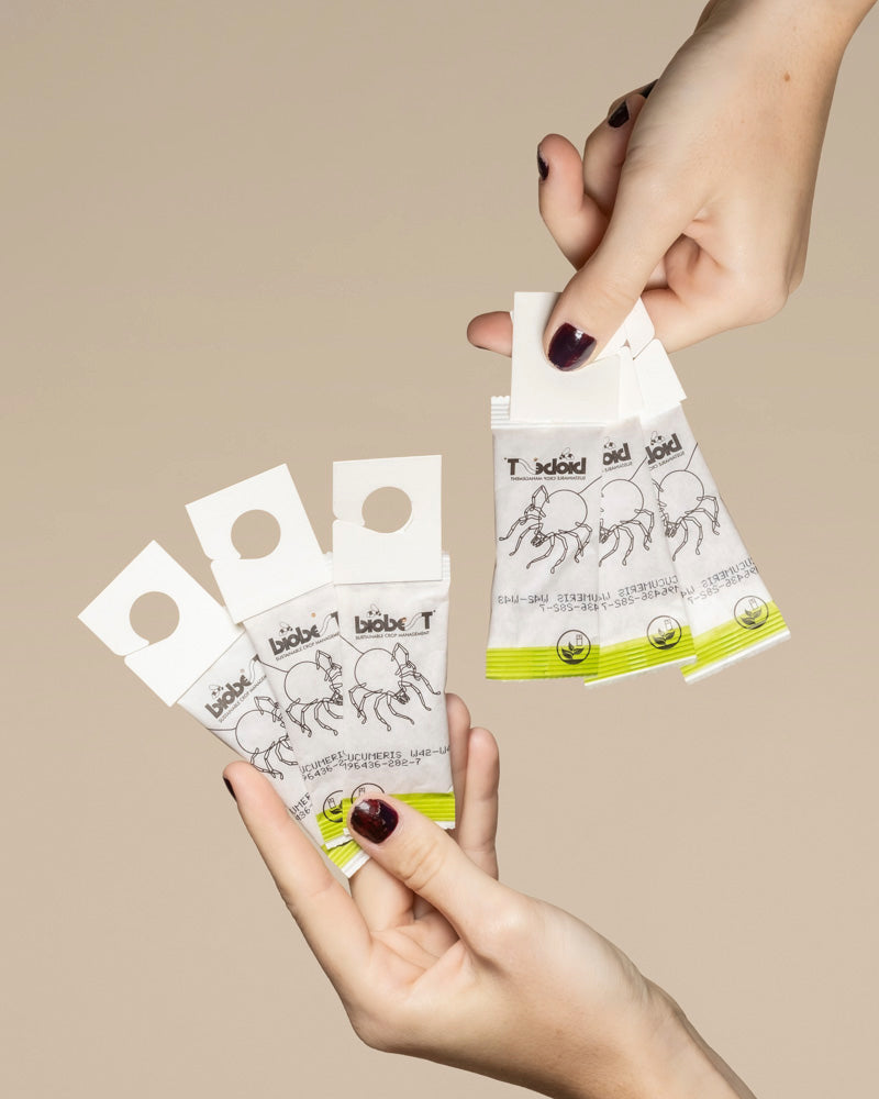 Zwei Hände halten mehrere kleine Päckchen Raubmilben gegen Thripse, jedes mit grün-weißen Tierzeichnungen und einem kreisförmigen Loch an der Spitze, angeordnet auf einem beigen Hintergrund.