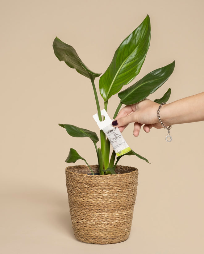 Eine Hand bringt ein Schild an einer grünen Topfpflanze in einem geflochtenen Korb an, auf dem Raubmilben gegen Thripse abgebildet sind, um ihre Wirksamkeit bei der Bekämpfung von Thripsen hervorzuheben.