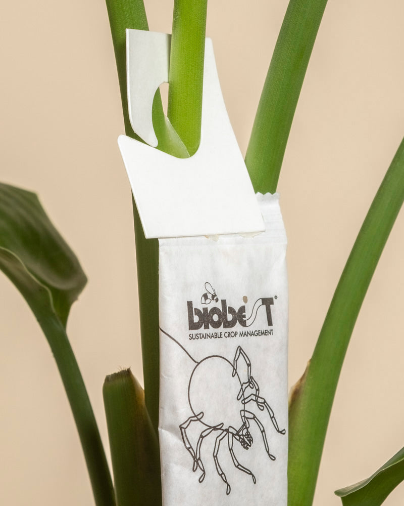 Ein weißes Tütchen mit der Aufschrift 