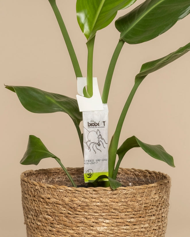 Eine grüne Topfpflanze mit großen Blättern sitzt in einem geflochtenen Korb. An einem Stängel hängt ein weißes Schild mit der Aufschrift 