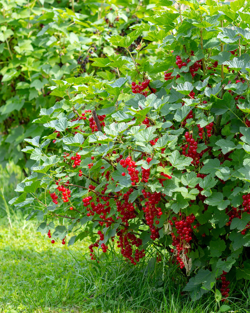 Ein üppiger grüner Busch, geschmückt mit Trauben leuchtend roter Johannisbeeren, hängt anmutig von den Zweigen herab. Der Busch sonnt sich im Sonnenlicht, schmiegt sich in eine Grasfläche und schafft eine helle Sommerszene, die die satten Farben der Beeren und Blätter hervorhebt.