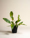 Philodendron 'Ring of Fire' • feey