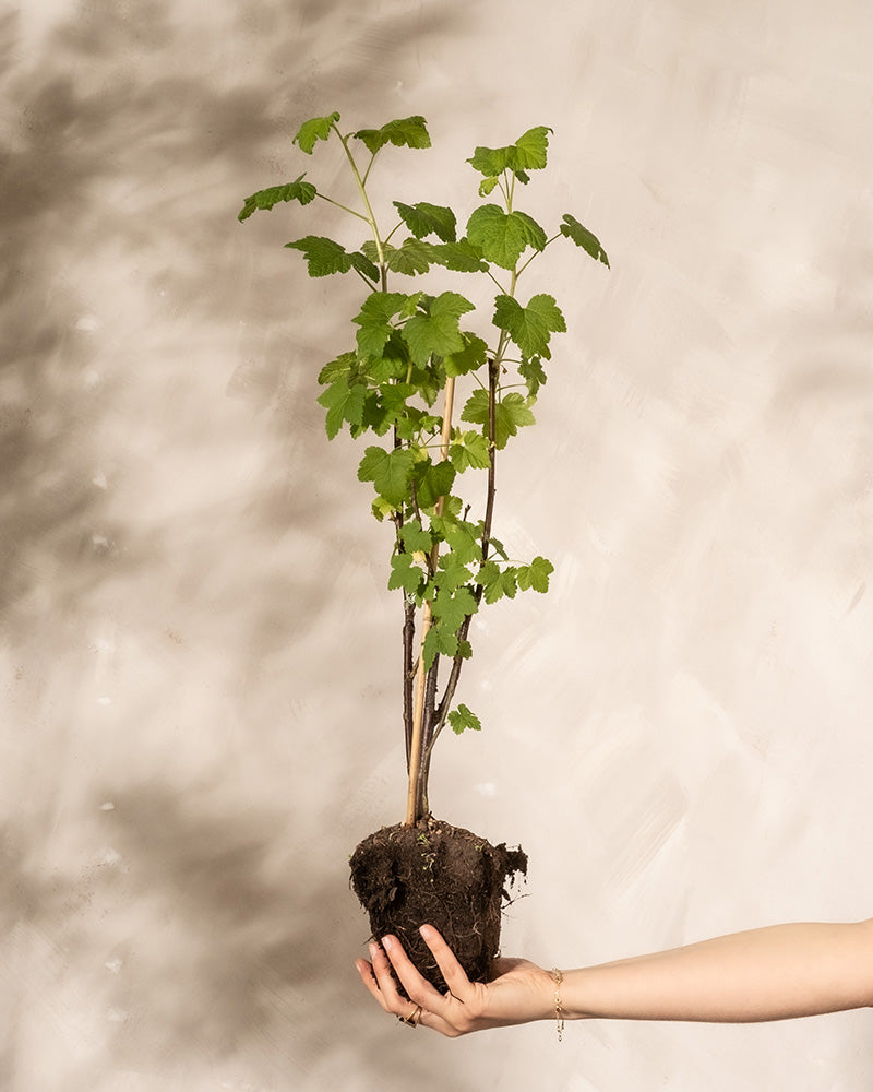 Eine Hand hält eine kleine Rote Johannisbeere mit sichtbaren Wurzeln vor einem strukturierten Hintergrund und zeigt mehrere grüne Blätter und schlanke Stängel mit feuchter, kompakter Erde an den Wurzeln.