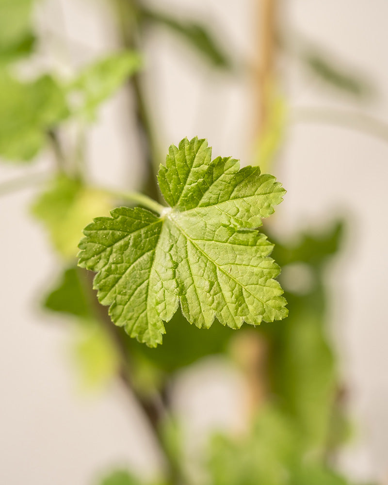 Eine Nahaufnahme eines hellgrünen Blattes der Roten Johannisbeere mit gezackten Rändern vor einem unscharfen Hintergrund aus Stängeln und Blättern. Das mittig positionierte Blatt ist in natürliches Licht getaucht.
