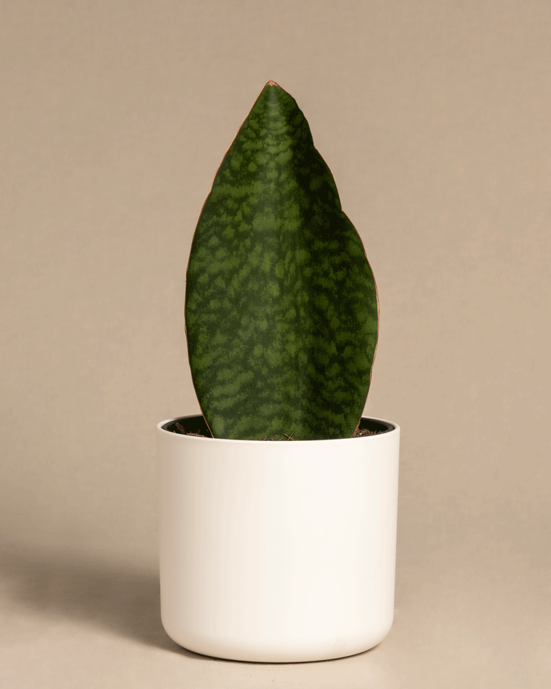 Ein einzelnes, großes, grünes Blatt der Sansevieria masoniana mit einem Muster wie bei einer Bogenhanfpflanze steht aufrecht in einem kleinen, weißen, minimalistischen Topf vor einem neutralen Hintergrund. Die strukturierte dunkelgrüne Oberfläche weist hellere grüne Markierungen auf. Die Victoria ist etwa 15 bis 25 cm groß.