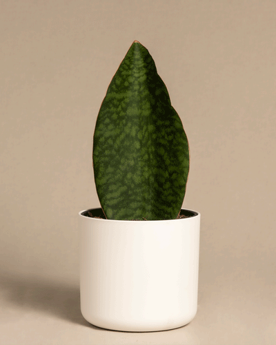 Ein einzelnes, großes, grünes Blatt der Sansevieria masoniana mit einem Muster wie bei einer Bogenhanfpflanze steht aufrecht in einem kleinen, weißen, minimalistischen Topf vor einem neutralen Hintergrund. Die strukturierte dunkelgrüne Oberfläche weist hellere grüne Markierungen auf. Die Victoria ist etwa 15 bis 25 cm groß.