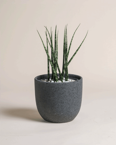 Eine Sansevieria 'Mikado' - Fee mit aufrechten grünen Blättern in einem dunkelgrau strukturierten Topf, gefüllt mit weißen Kieselsteinen, vor einem schlichten hellbeigen Hintergrund.