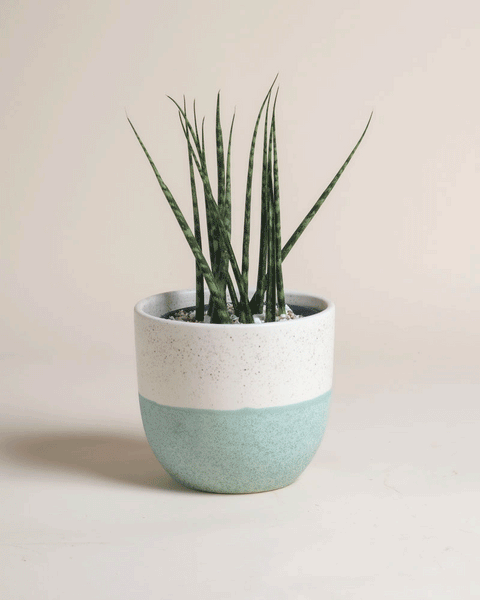 Eine Sansevieria 'Mikado' - feey mit langen, schlanken grünen Blättern steht in einem weiß-hellblauen Keramiktopf vor einem schlichten, hellen Hintergrund.