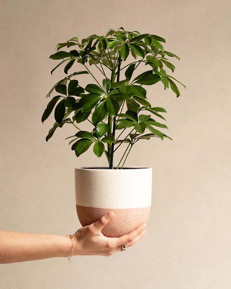 Schefflera gehalten von einer Hand in einem pinken Variado Keramiktopf