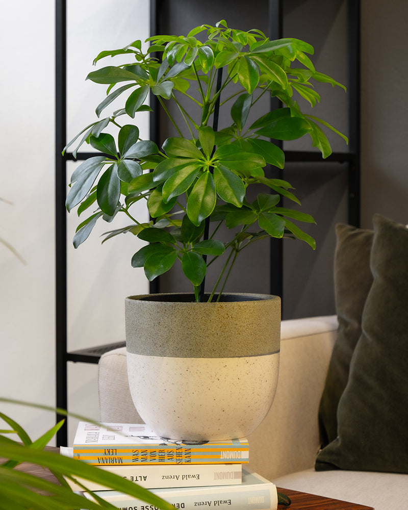 Schefflera in einem grünen Variado Kermaiktopf auf einem Bücherstapel im Wohnzimmer