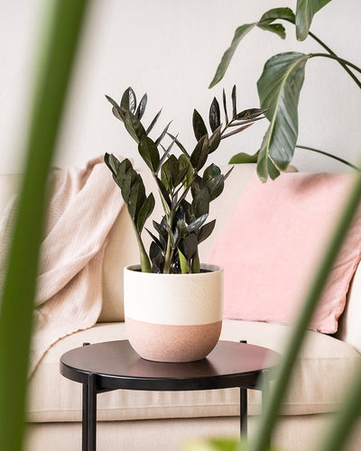 Eine Topfpflanze mit dunkelgrünen Blättern steht in einem Keramik-Topfset „Variado“ auf einem kleinen schwarzen Tisch in einem gemütlichen Raum. Dahinter steht ein beiges Sofa mit einem rosa Kissen und einer zartrosa Decke, die der ruhigen und einladenden Umgebung lebendige Farben verleihen.