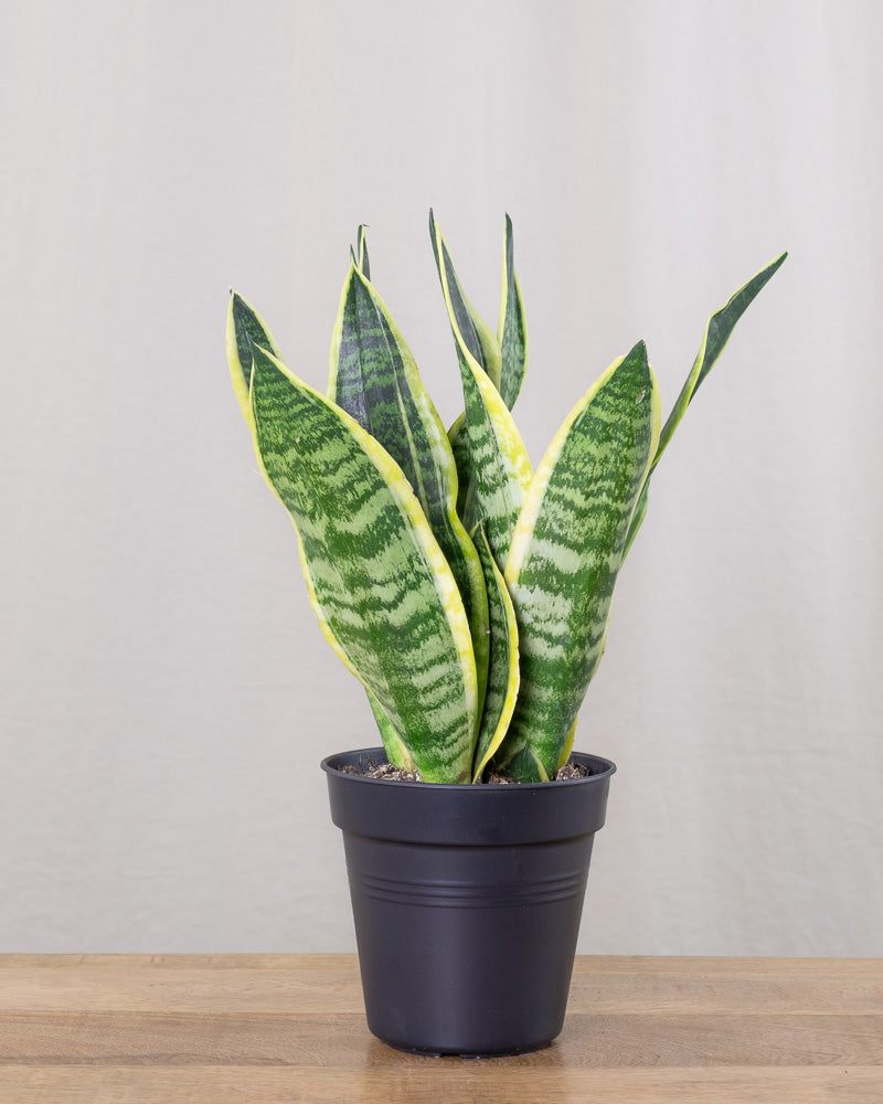 Sansevieria Bogenhanf Pflege Und Arten Pflanzenlexikon Feey GmbH sansevieria-bogenhanf-pflege-und-arten-pflanzenlexikon-feey-gmbh