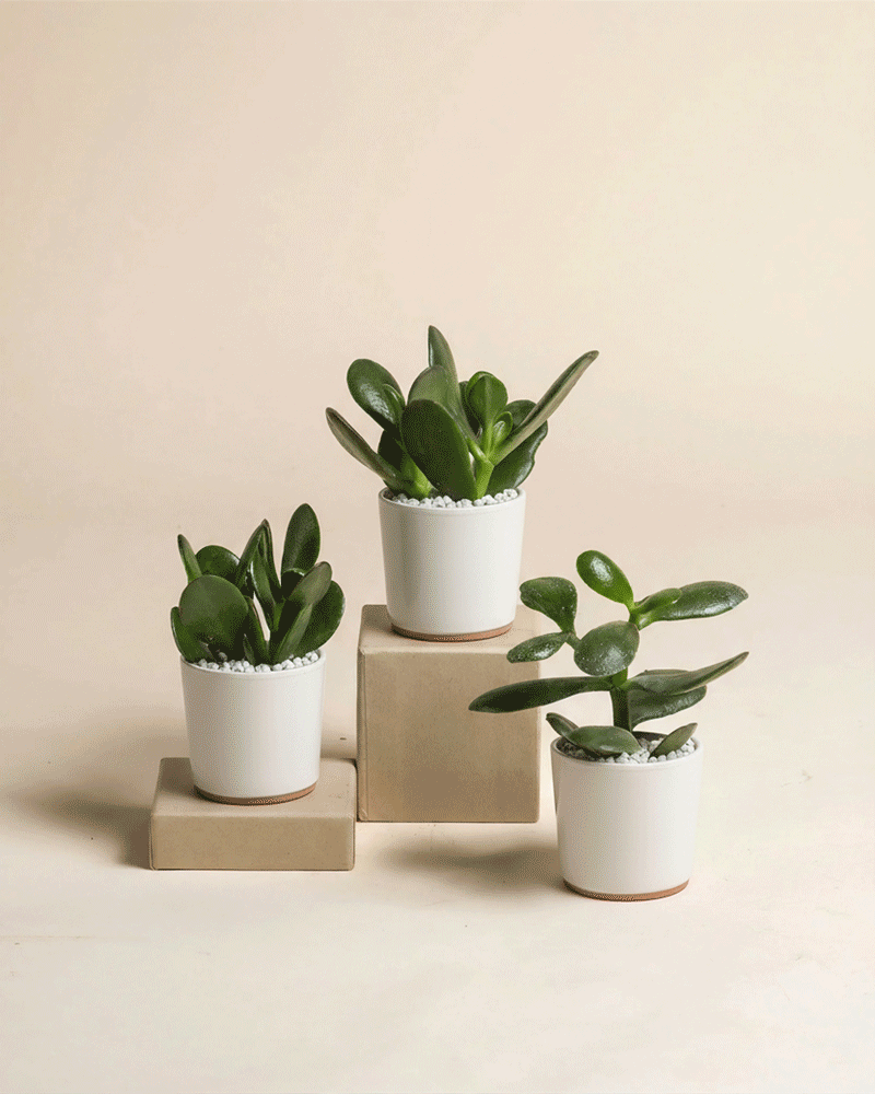 Der Baby Geldbaum (3er Set) - feey besteht aus drei kleinen Crassula ovata-Topfpflanzen in weißen Töpfen mit weißen Kieselsteinen, die auf beigen Blöcken vor einem neutralen Hintergrund angeordnet sind.