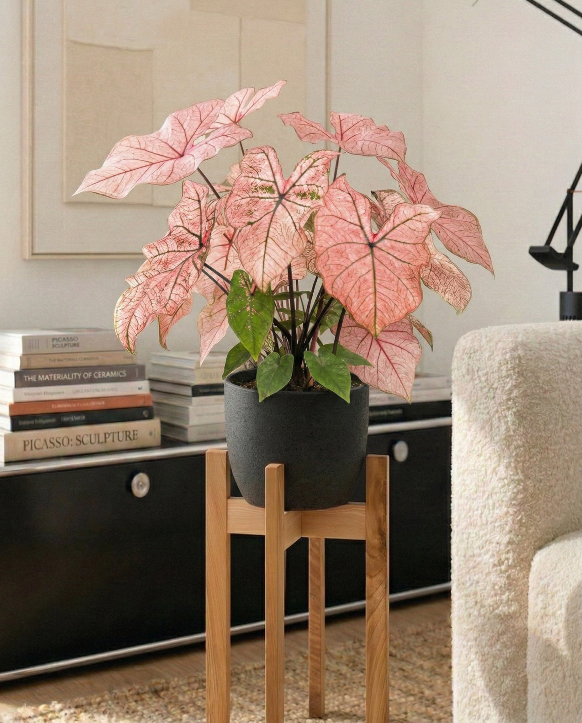 Ein Caladium 'Spring Fling' mit rosafarbenen Blättern steht in einem dunklen Topf auf einem Holzständer in einem modernen Wohnzimmer, neben gestapelten Büchern, einem schwarzen Schrank und einem Teil eines hellen Sofas.