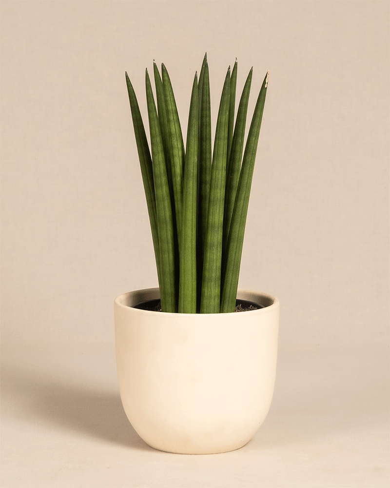 Die gerade Sansevieria cylindrica-Bogenhanfpflanze zeichnet sich durch aufrechte, zylindrische grüne Blätter in einem glatten, runden, cremefarbenen Keramiktopf vor einem schlichten beigen Hintergrund aus.
