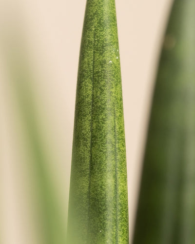 Nahaufnahme eines geraden Blattes. Die grüne, spitze Form mit dezenten vertikalen Streifen vor einem sanften beigen Hintergrund ist deutlich zu erkennen. Das Bild zeigt die einzigartige Textur und das natürliche Muster des Produkts.