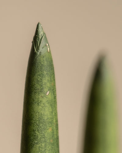 Nahaufnahme von zwei zylindrischen grünen Sukkulentenblättern einer Straight, wobei das im Vordergrund nach oben zeigt. Die Oberflächen beider Blätter sind leicht strukturiert und auf dem Blatt im Fokus sind einige kleine weiße Flecken sichtbar. Der Hintergrund hat einen weichen, neutralen Ton.