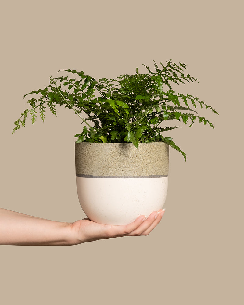Eine kleine, leuchtend grüne Streifenfarnpflanze in einem strukturierten, zweifarbigen Keramiktopf mit einem Farbschema aus Beige und erdigem Grün, die vor einem schlichten, hellbraunen Hintergrund in der Hand einer Person gehalten wird.