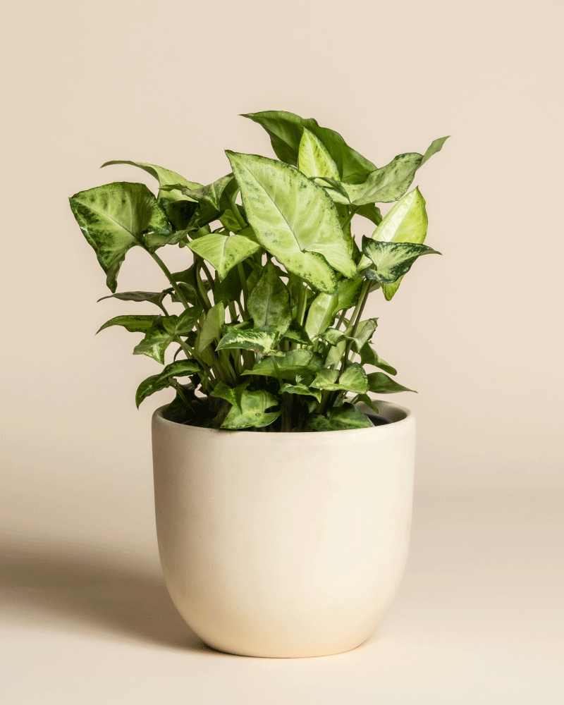 Eine Syngonium 'Pixie' mit pfeilförmigen Blättern steht in einem schlichten, mattweißen Keramiktopf vor einem beigen Hintergrund und ist damit eine ideale dekorative Hängepflanze.