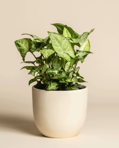 Eine Syngonium 'Pixie' mit pfeilförmigen Blättern steht in einem schlichten, mattweißen Keramiktopf vor einem beigen Hintergrund und ist damit eine ideale dekorative Hängepflanze.