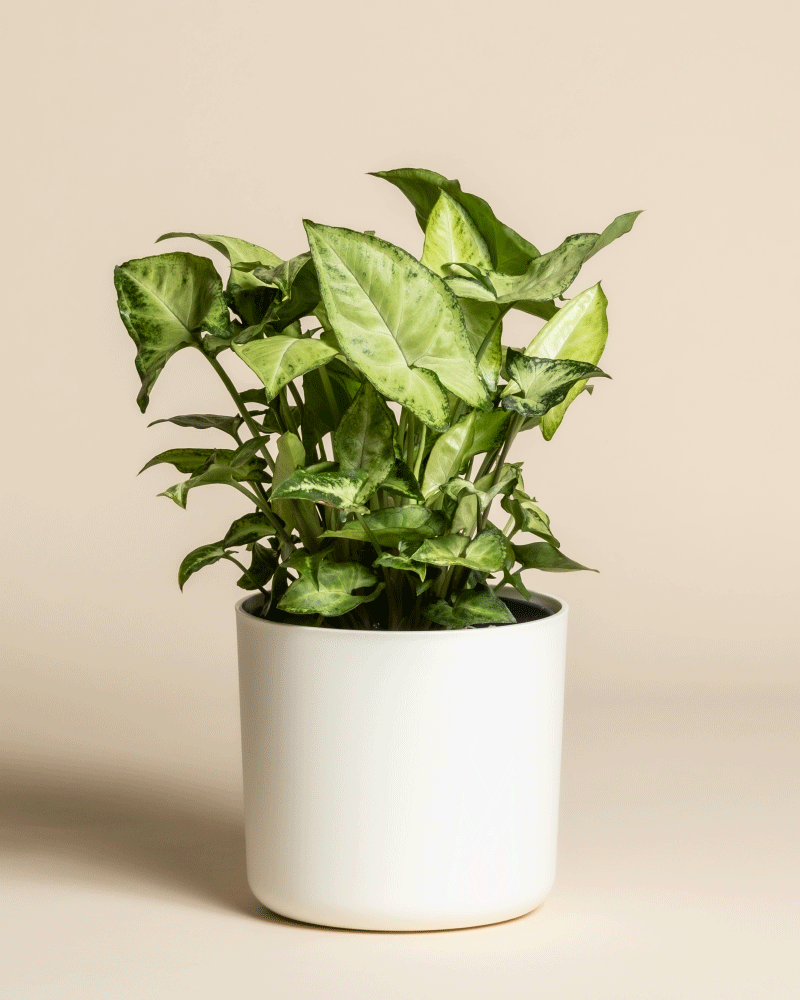 Eine Syngonium 'Pixie' mit pfeilförmigen, panaschierten hell- und dunkelgrünen Blättern sitzt in einem schlichten weißen Topf vor einem beigen Hintergrund und bringt das gesunde Laub dieser attraktiven Pflanze zur Geltung.