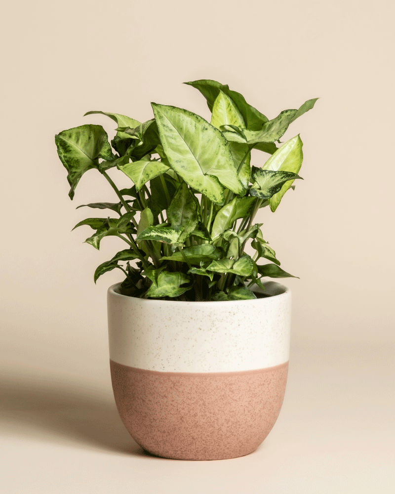 Eine Syngonium 'Pixie' mit üppigen grünen Blättern steht in einem Keramiktopf mit weißem Deckel und rosafarbenem Boden vor einem einfarbig beigen Hintergrund.