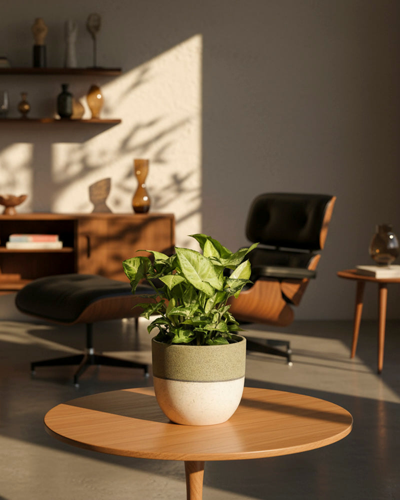 Eine Syngonium 'Pixie' - Fee ruht auf einem runden Holztisch in einem modernen Wohnzimmer mit Möbeln aus der Mitte des Jahrhunderts, darunter ein Loungesessel und Regale, die alle in warmes natürliches Sonnenlicht getaucht sind.