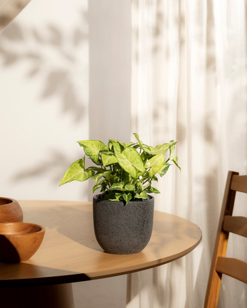 Eine kleine Syngonium 'Pixie' - Fee mit grünen Blättern ruht auf einem runden Holztisch neben zwei Holzschalen, während das Sonnenlicht durch die durchsichtigen Vorhänge fällt und sanfte Schatten an die Wand wirft.