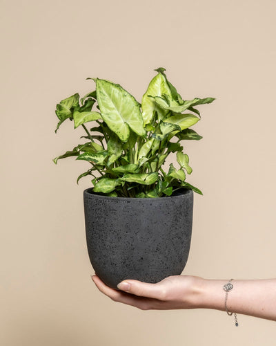 Eine Hand hält einen strukturierten dunkelgrauen Topf mit einem üppigen Syngonium 'Pixie' vor einem schlichten beigen Hintergrund. Das Handgelenk der Person ist mit einem zarten Armband geschmückt.