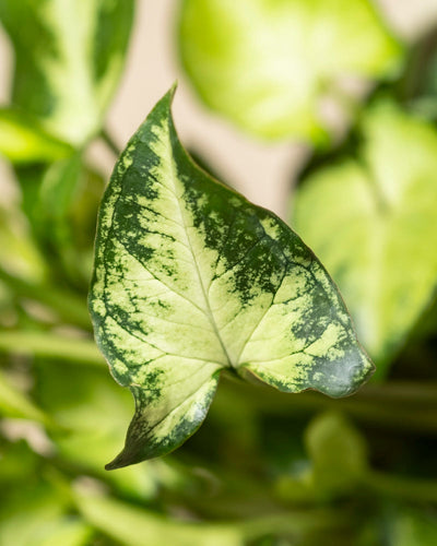 Nahaufnahme eines Blattes von Syngonium 'Pixie' mit hell- und dunkelgrüner Marmorierung, ausgeprägten Adern und einer spitzen Spitze. Im Hintergrund ist verschwommenes grünes Hängepflanze-Laub zu sehen.