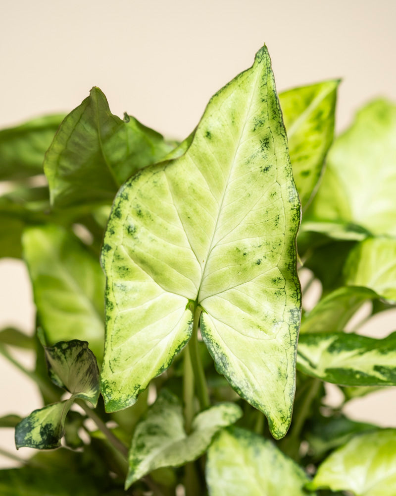 Nahaufnahme von Syngonium 'Pixie', einer beliebten Hängepflanze mit pfeilförmigen Blättern mit hellgrüner Mitte und dunklerem Rand vor einem weichen, neutralen Hintergrund.