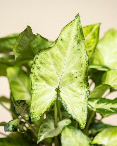 Nahaufnahme von Syngonium 'Pixie', einer beliebten Hängepflanze mit pfeilförmigen Blättern mit hellgrüner Mitte und dunklerem Rand vor einem weichen, neutralen Hintergrund.
