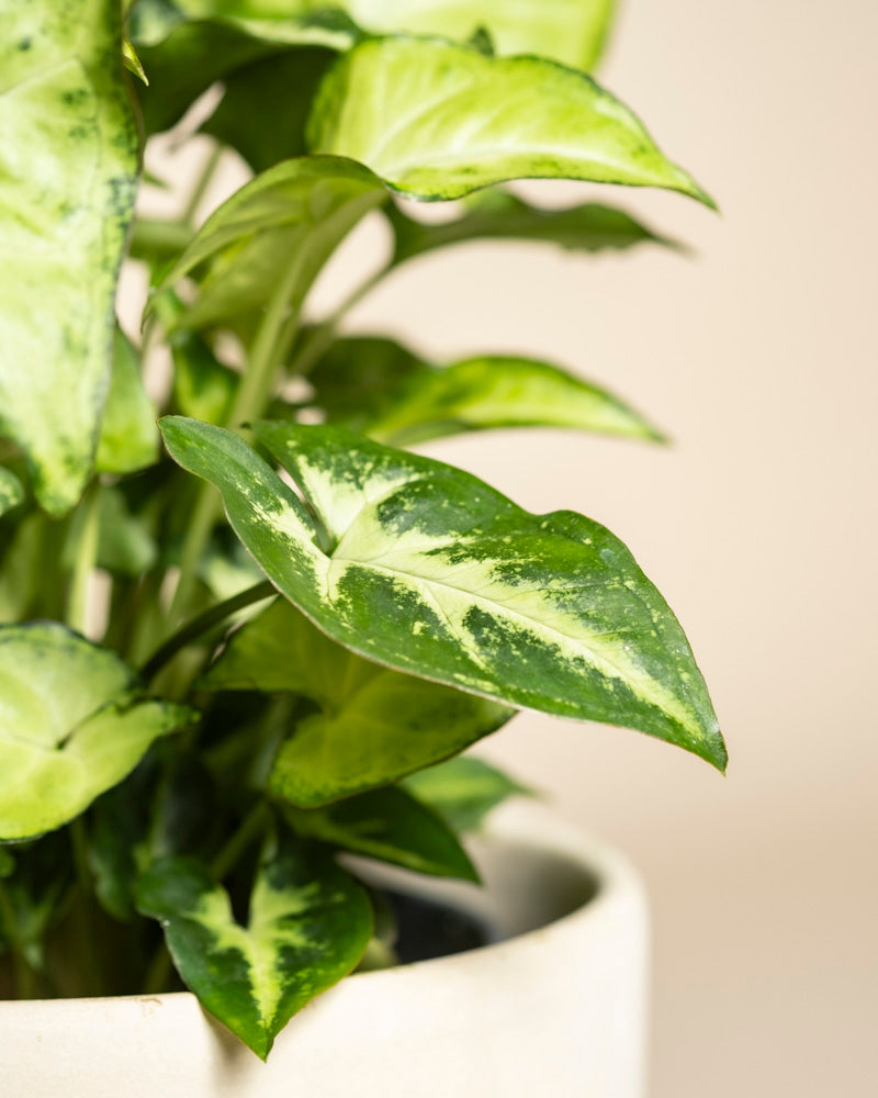 Nahaufnahme von Syngonium 'Pixie', einer bezaubernden Hängepflanze mit hellgrünen, pfeilförmigen Blättern, die hellgrün und cremefarben panaschiert sind. Sie steht in einem hellen Topf vor einem neutralen Hintergrund.