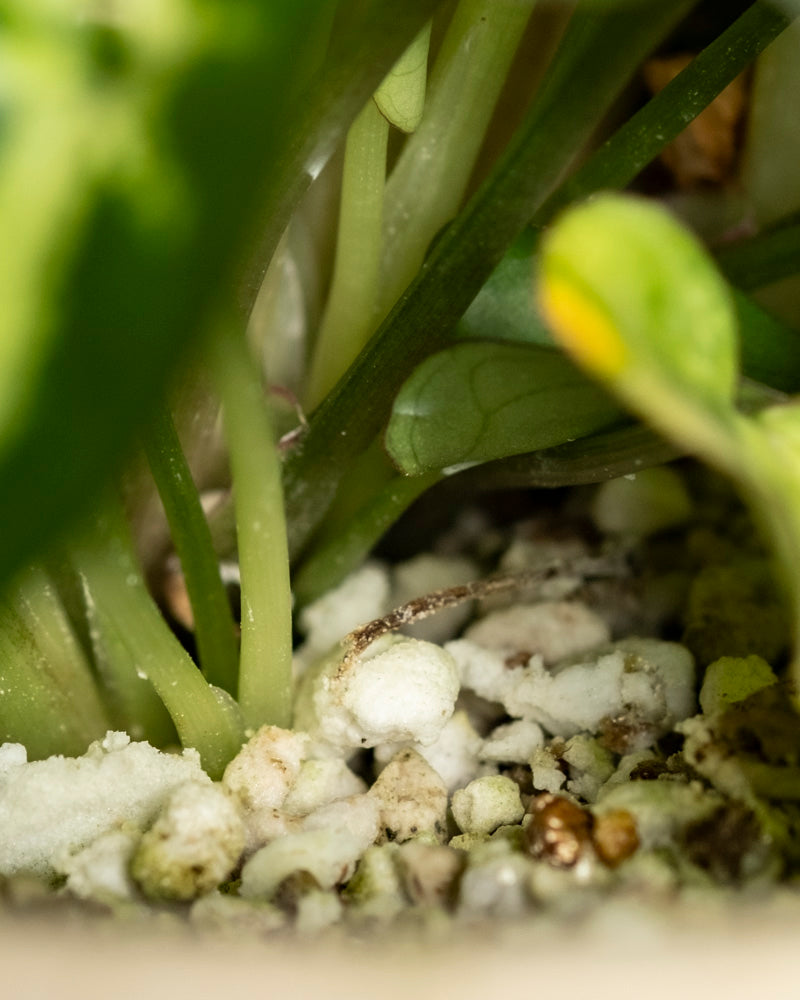Nahaufnahme von Syngonium 'Pixie' - feingliedrige Stängel und leuchtend grüne Blätter, die aus der mit weißem Perlit und kleinen Steinen angereicherten Erde herausragen. Die helle Beleuchtung hebt die detaillierten Strukturen der Topfmischung und dieser attraktiven Hängepflanze hervor.