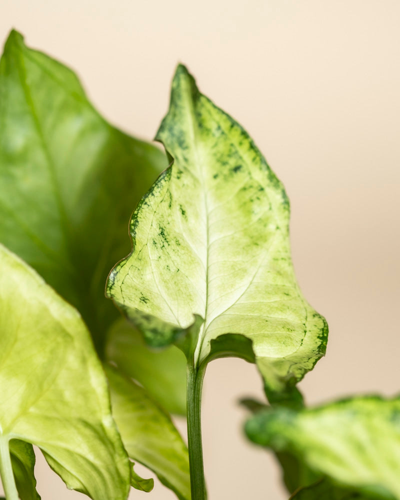 Eine Nahaufnahme eines Syngonium 'Pixie' - feey Blattes zeigt die einzigartige Pfeilspitze und die auffällige hell- und dunkelgrüne Panaschierung, die vor einem sanft verschwommenen beigen Hintergrund diese elegante Hängepflanze hervorhebt.