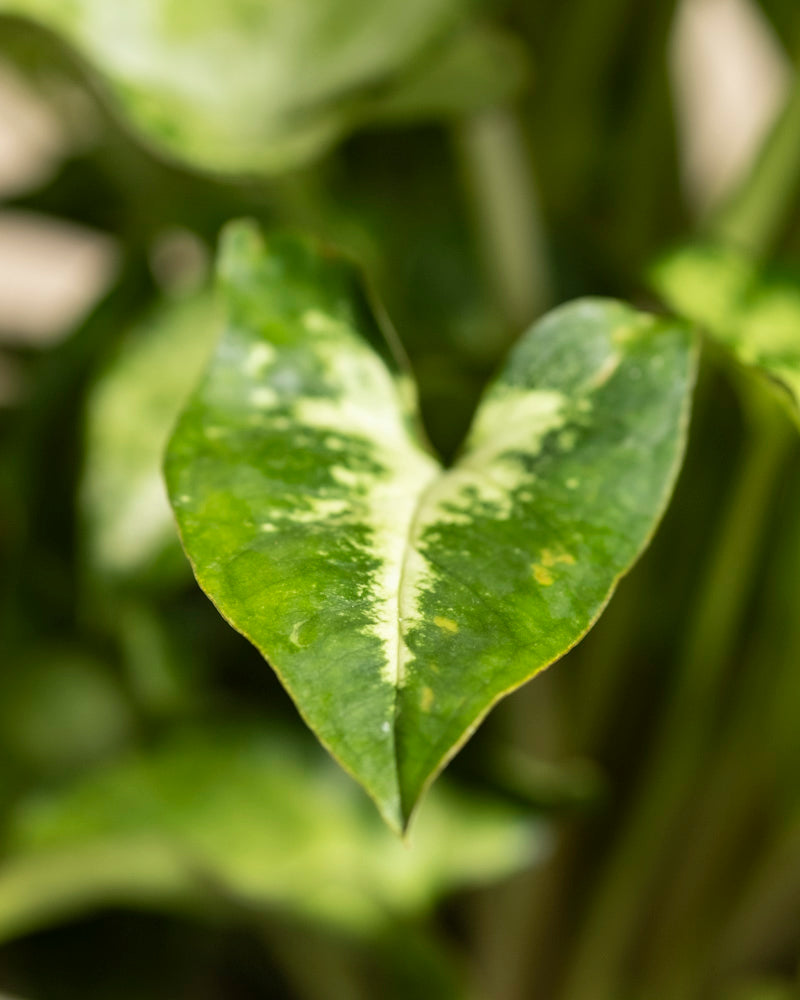 Eine Nahaufnahme eines grünen, herzförmigen Syngonium 'Pixie' - Feenblattes mit hellgelber und weißer Panaschierung vor einem unscharfen Hintergrund aus ähnlichen Hängepflanzenblättern.