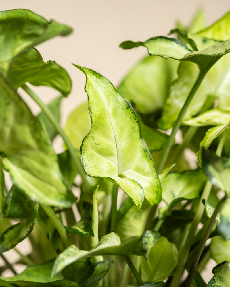 Nahaufnahme der leuchtenden, dunkel gerandeten, pfeilförmigen Blätter, die dicht an dicht auf einer Syngonium 'Pixie' - feey Hängepflanze stehen, vor einem neutralen, hellen Hintergrund.