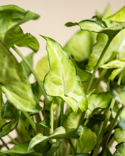 Die Nahaufnahme von Syngonium 'Pixie' zeigt die leuchtend grünen Blätter mit dunklen Rändern, ausgeprägten Adern und einer leicht glänzenden Oberfläche. Die aufrechten Stängel heben sich von einem zart verschwommenen hellbeigen Hintergrund ab.