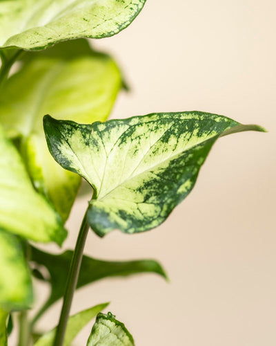 Nahaufnahme eines Blattes von Syngonium 'Pixie', das eine grüne und gelbe Panaschierung mit ausgeprägten Adern und Farbverläufen zeigt. Das pfeilförmige Blatt ist vor einem neutralen, hellen Hintergrund zu sehen.