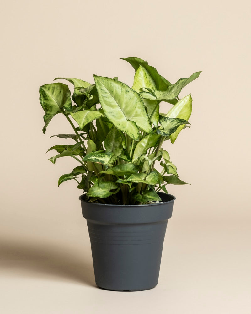 Ein Syngonium 'Pixie' mit pfeilförmigen grünen Blättern steht in einem einfachen dunkelgrauen Topf vor einem schlichten beigen Hintergrund.