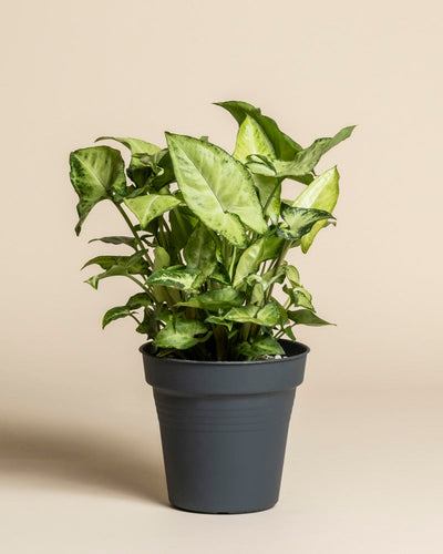 Ein Syngonium 'Pixie' mit pfeilförmigen grünen Blättern steht in einem einfachen dunkelgrauen Topf vor einem schlichten beigen Hintergrund.