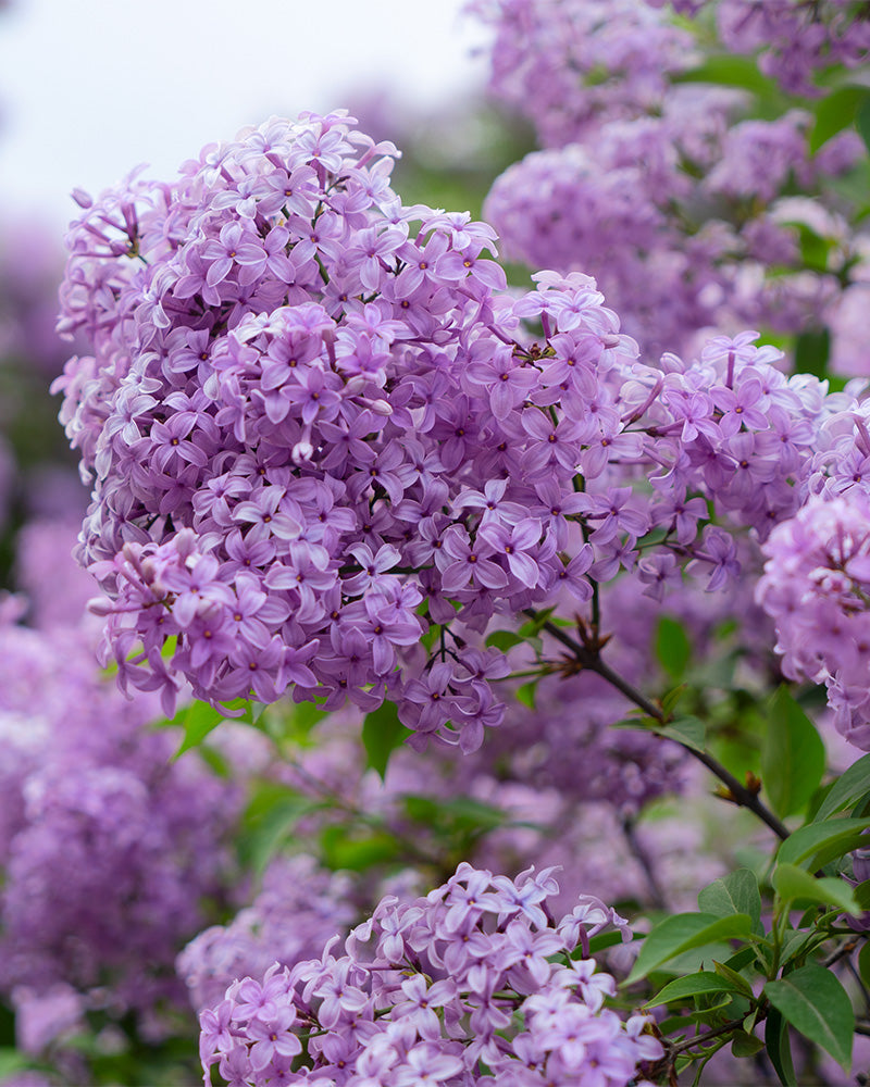 Nahaufnahme von leuchtenden Fliederbüscheln in voller Blüte mit zarten violetten Blütenblättern und üppigen grünen Blättern. Im Hintergrund sind weitere Fliederbüschel „Miss Kim“ zu sehen, die eine optisch beeindruckende und farbenfrohe Frühlingsblütenpracht ergeben.