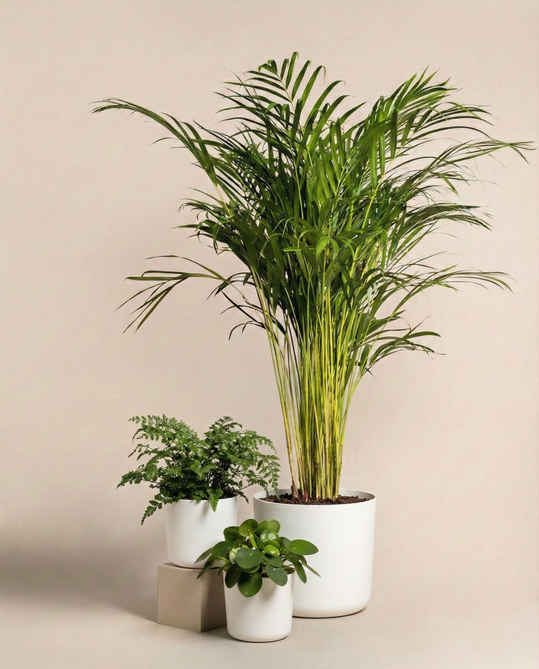 Tierfreundliches Pflanzen-Set