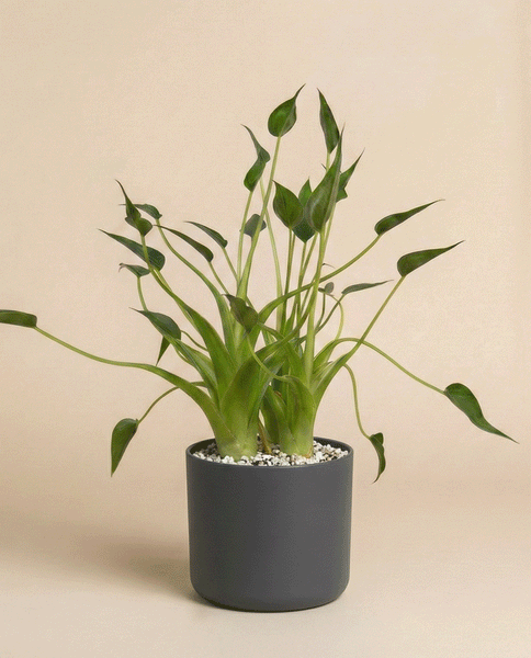 Eine Alocasia 'Tiny Dancer' von byey mit langen, spitzen, grünen Blättern in einem matten, dunkelgrauen Topf vor einem schlichten, hellbeigen Hintergrund.