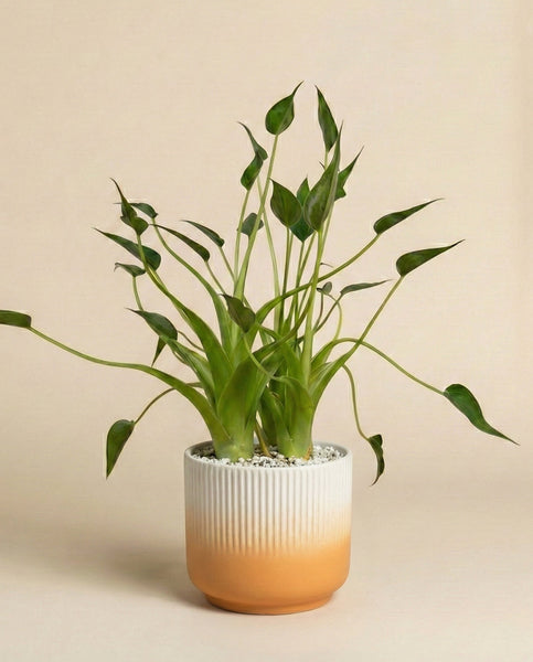 Eine Alocasia 'Tiny Dancer' - Fee mit einzigartig gebogenen Stielen und verspielten Blättern sitzt in einem gerippten Keramiktopf mit weißem und terrakottafarbenem Farbverlauf vor einem schlichten beigen Hintergrund.