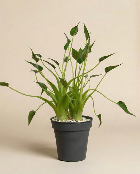 Eine Alocasia 'Tiny Dancer' - feey mit einzigartig gebogenen Stielen sitzt in einem schwarzen Topf mit weißen Kieselsteinen, der sich von einem einfachen beigen Hintergrund abhebt.