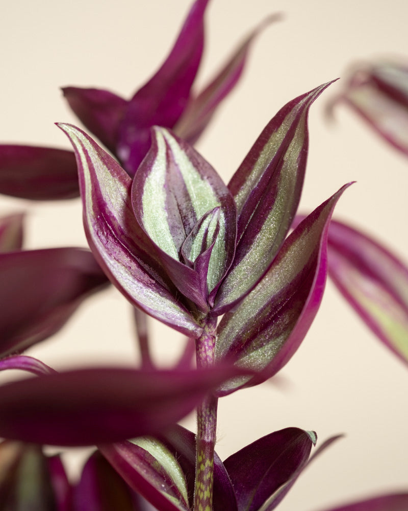 Nahaufnahme von Tradescantia zebrina - feey, die die leuchtend violetten und silbern gestreiften Blätter vor einem weichen, neutralen Hintergrund hervorhebt.